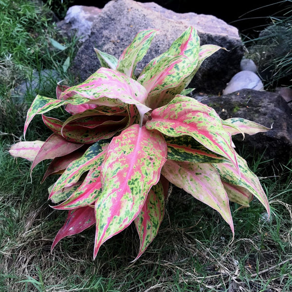 aglaonema purple Aglaonema Siam Violet Plant – Indoor Colorful Evergreen Foliage