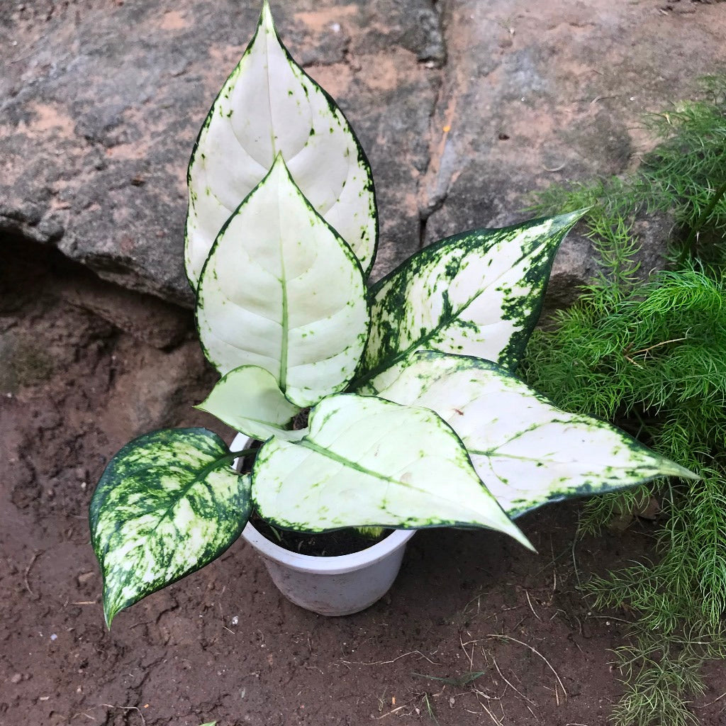 Aglaonema Super White Plant - myBageecha