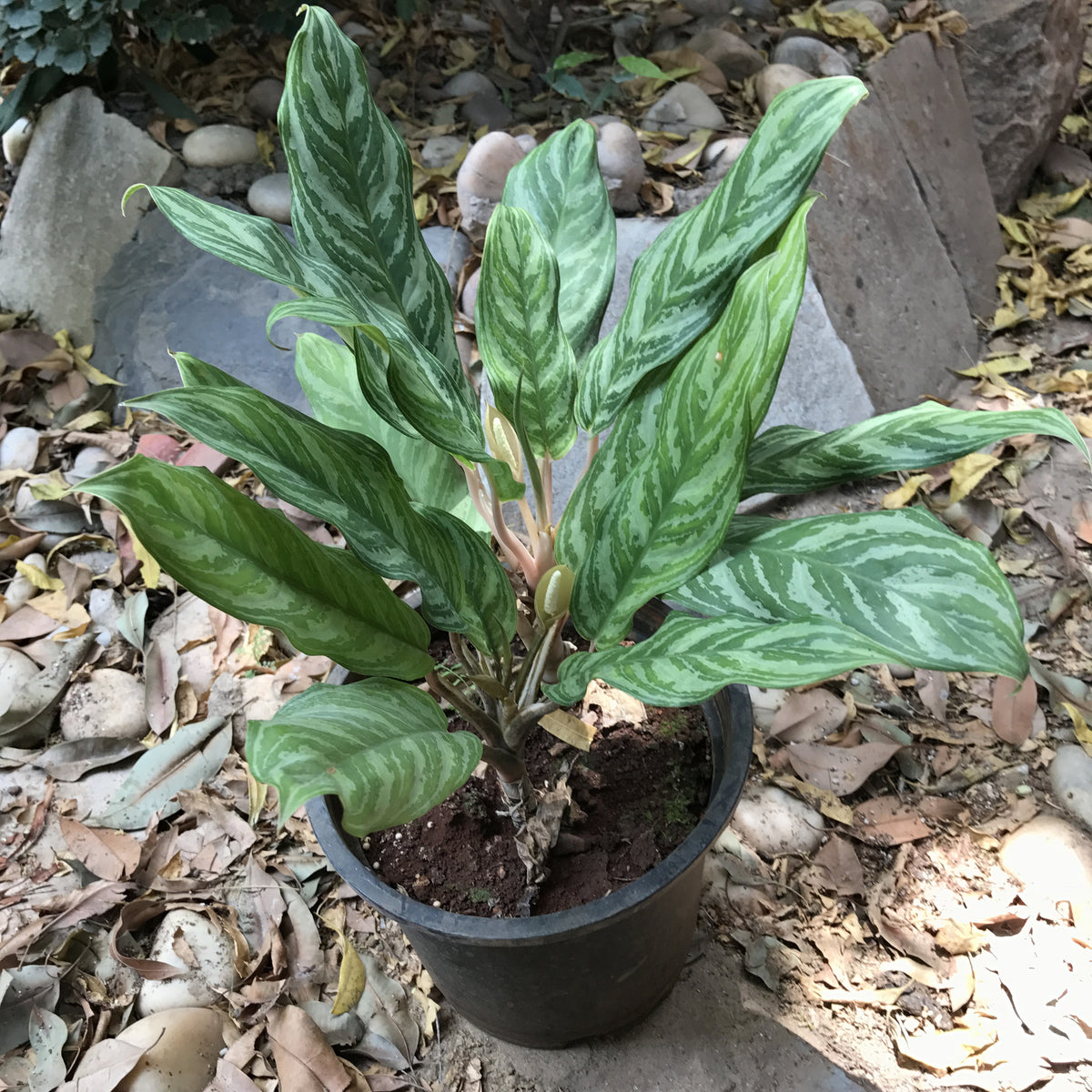 Aglaonema Crispum Plant