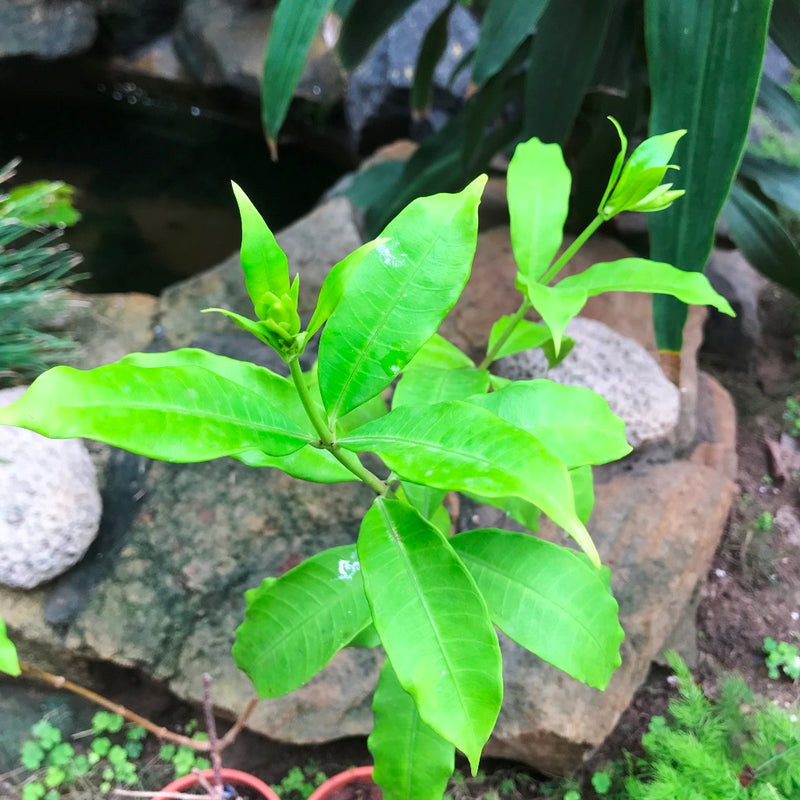 Allamanda Cathartica Hendersonii Plant