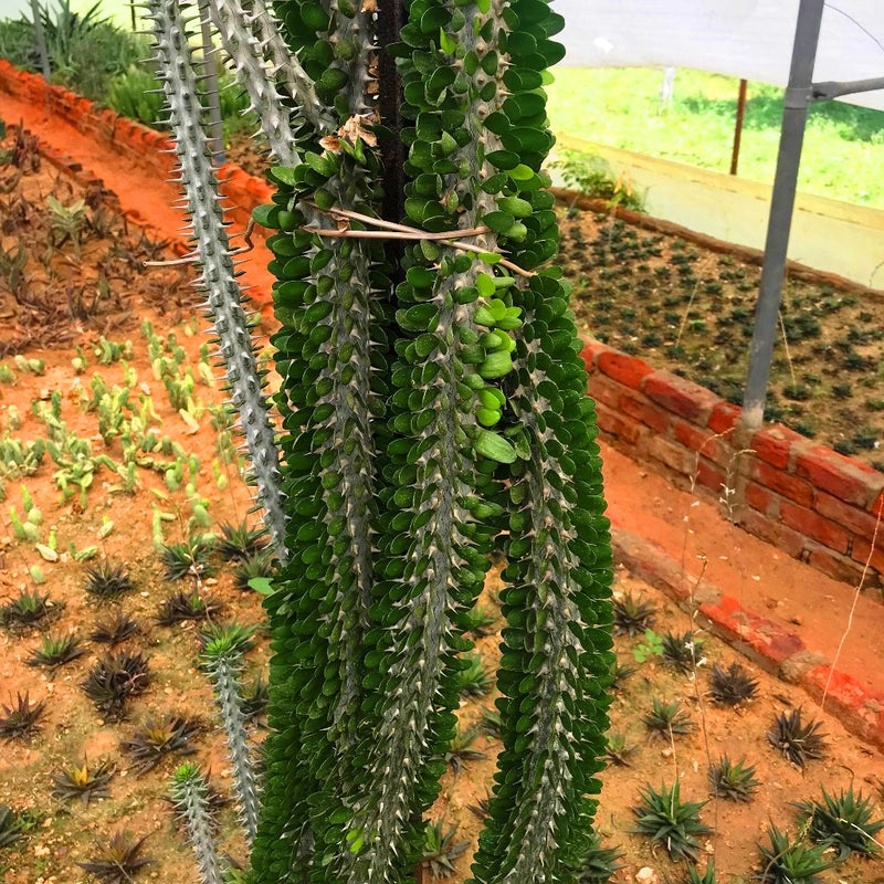 Alluaudia Procera Madagascar Ocotillo Cactus Plant