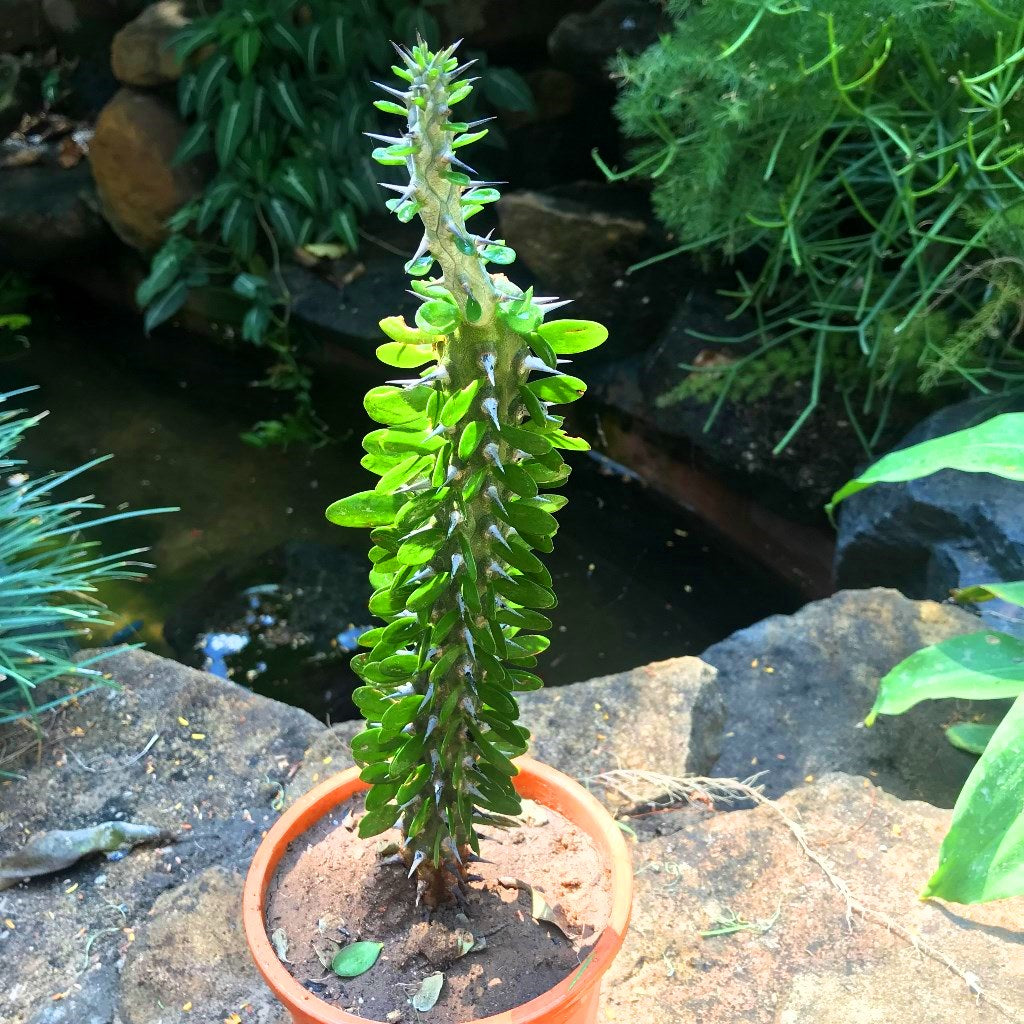 Alluaudia Procera Madagascar Ocotillo Cactus Plant - myBageecha