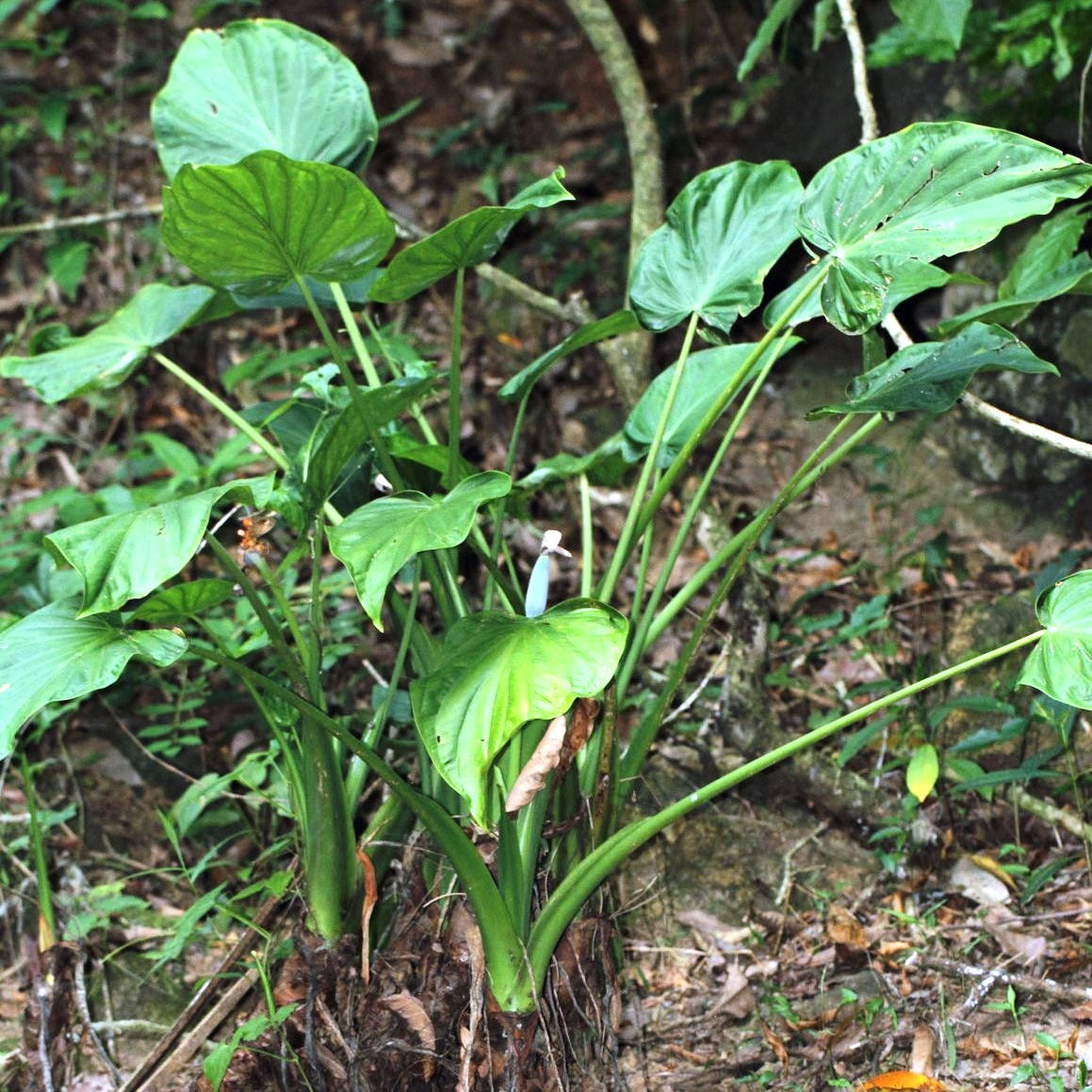 Alocasia cucullata Hooded Dwarf Plant - myBageecha