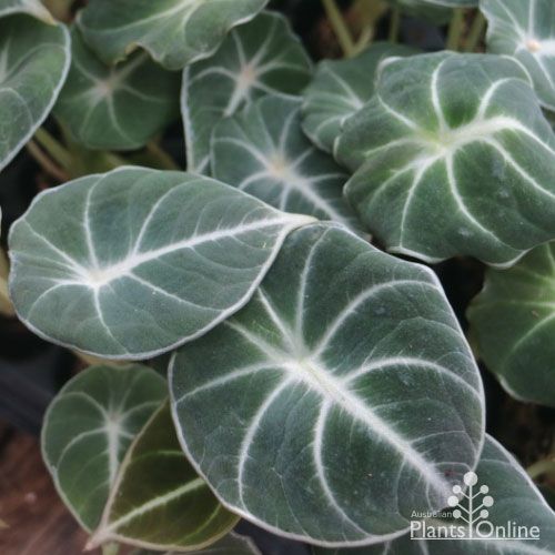 Alocasia Black Velvet (Bulbs) - myBageecha