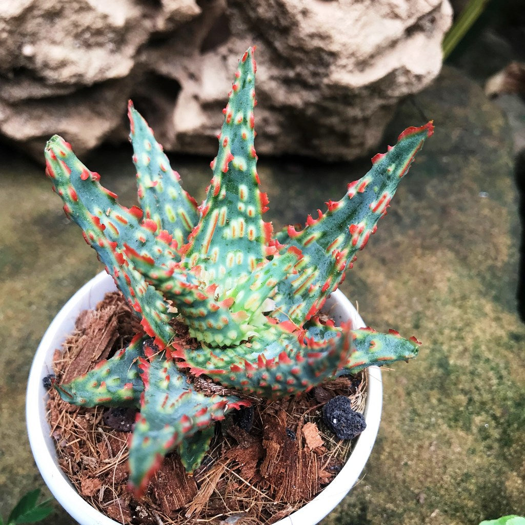 Aloe Donnie Succulent Plant - myBageecha