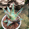 Aloe Donnie Succulent Plant