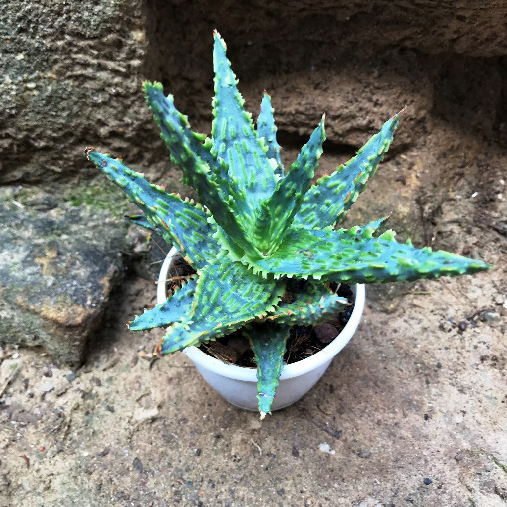 Aloe Key Lime Succulent Plant - myBageecha