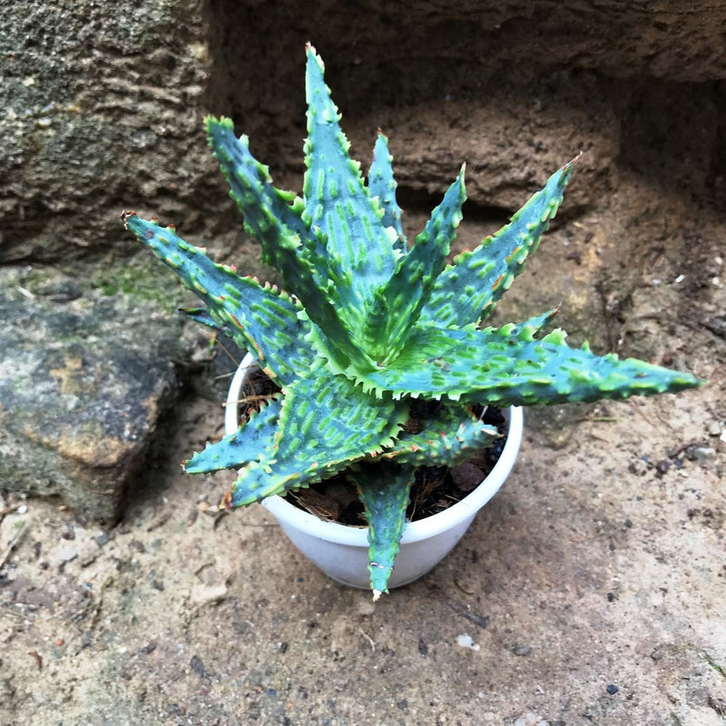 Aloe Key Lime Succulent Plant