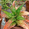 Aloe Somaliensis Succulent Plant