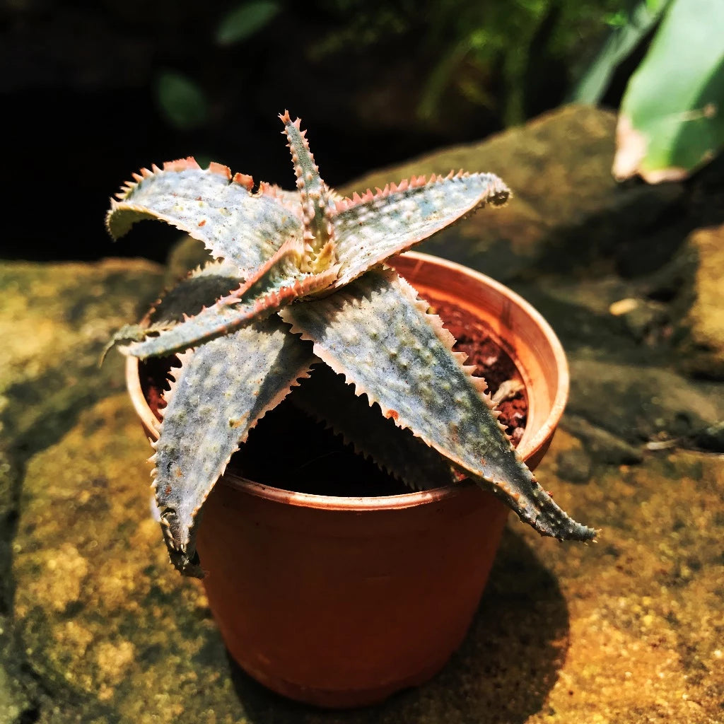 Aloe Carmine Succulent Plant - myBageecha