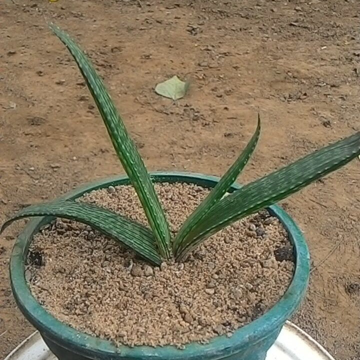 Aloe Pirottae Succulent Plant - myBageecha