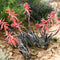 Aloe Variegata Succulent Plant