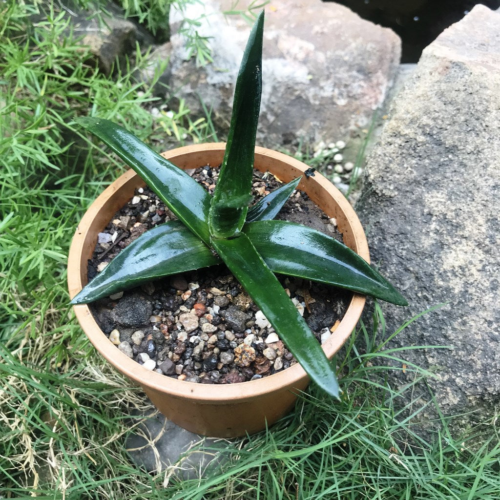 Aloe Walmsleys Blue Succulent Plant - myBageecha