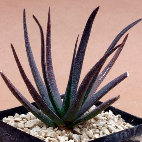 Aloe Black Beauty Succulent Plant - myBageecha