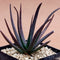 Aloe Black Beauty Succulent Plant