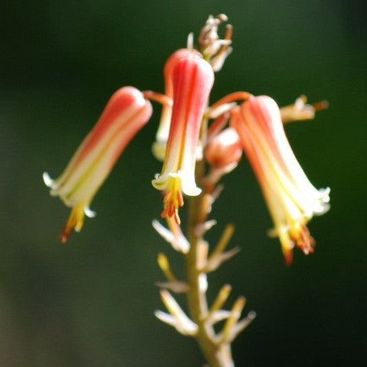 Aloe Somaliensis Succulent Plant - myBageecha
