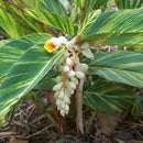 Shell Ginger Variegated Plant