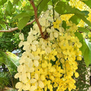 Cassia Fistula Golden Shower Plant