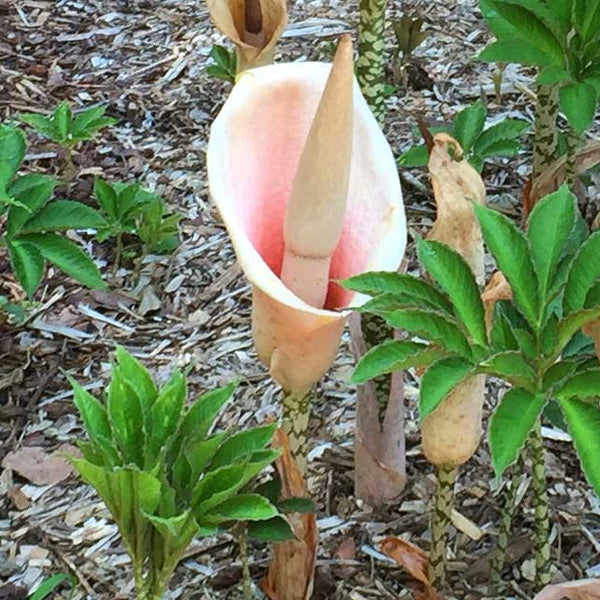 Voodoo Lily Bulbs – Exotic Tropical Flowers