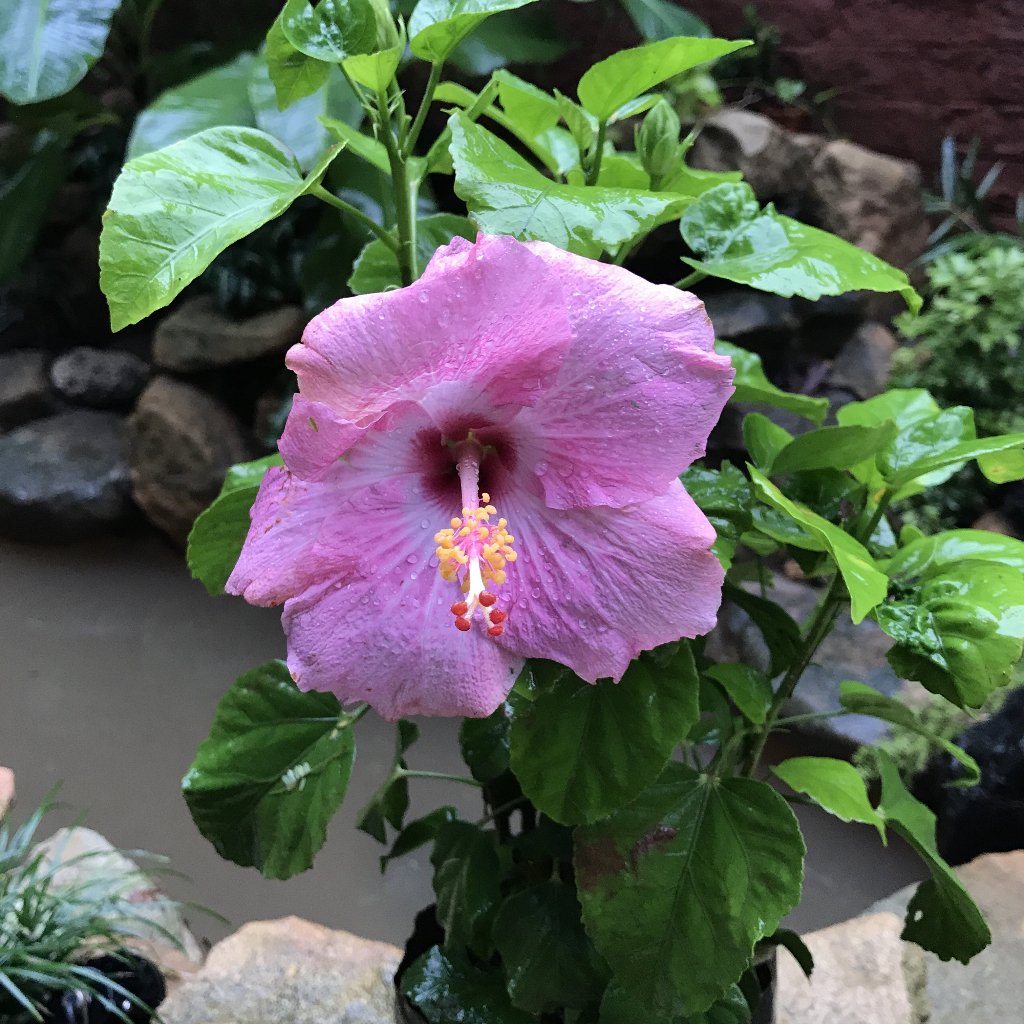 Close-up of Amour Hibiscus flower showing bright petals and lush tropical leaves