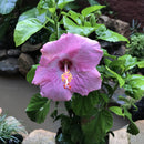 Hibiscus Amour Plant