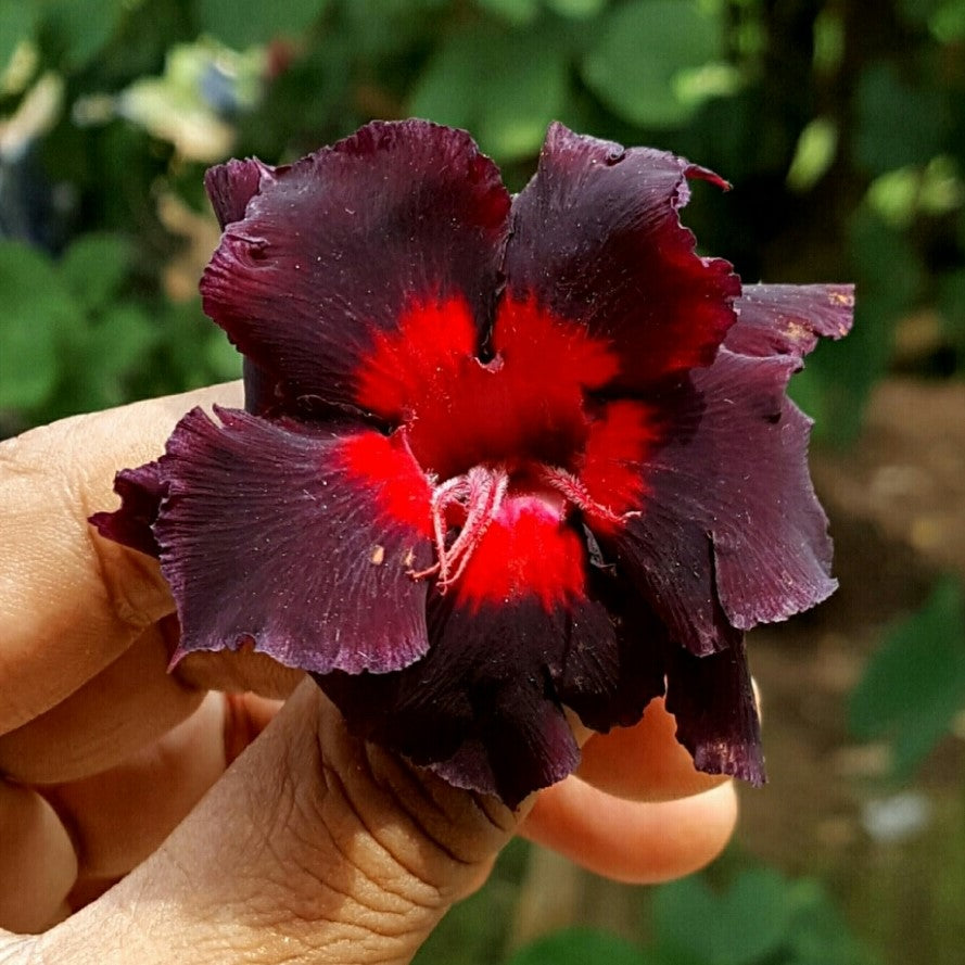 Angel Red Adenium Plant - myBageecha