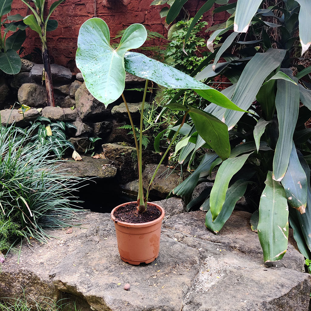 Anthurium Small Talk Plant - myBageecha