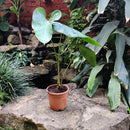Anthurium Midori Plant
