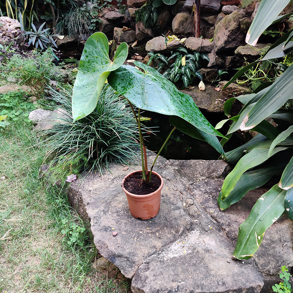 Anthurium Midori Plant - myBageecha
