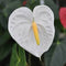 Anthurium 'White Heart' Plants myBageecha - myBageecha