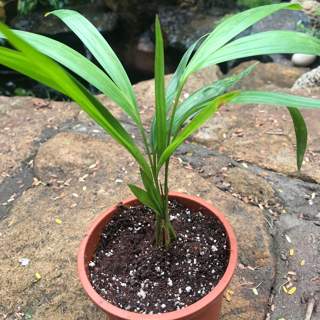 small areca palm plant Areca Palm Plant – Indoor Air Purifying Foliage Palm for Home & Office