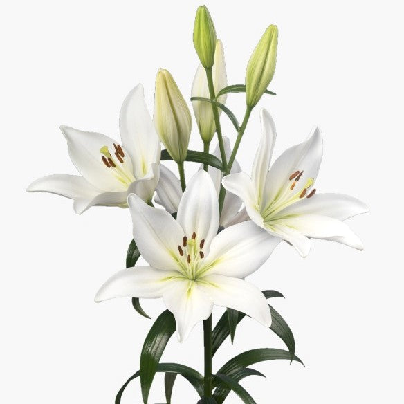 Lilium Asiatic 'Asopus' (Bulbs) - myBageecha