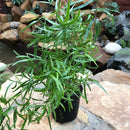 Asparagus Falcatus Plants myBageecha - myBageecha
