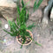 Asparagus setaceus Pyramidalis Satavari Fern Plant