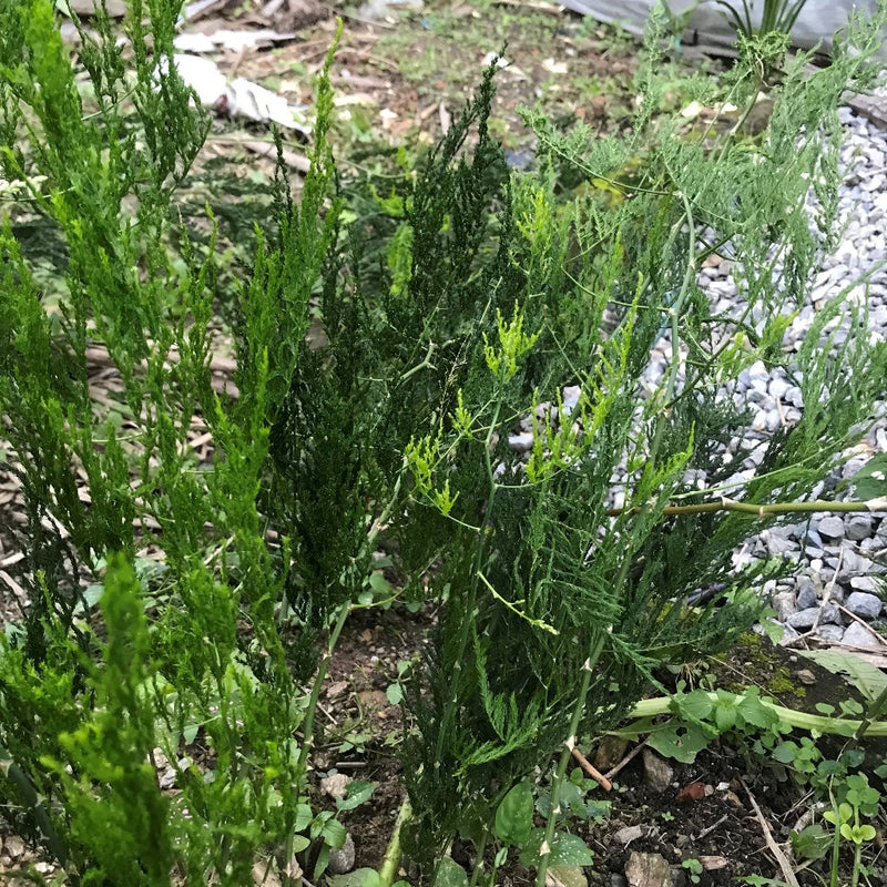Asparagus setaceus Pyramidalis Satavari Fern Plant