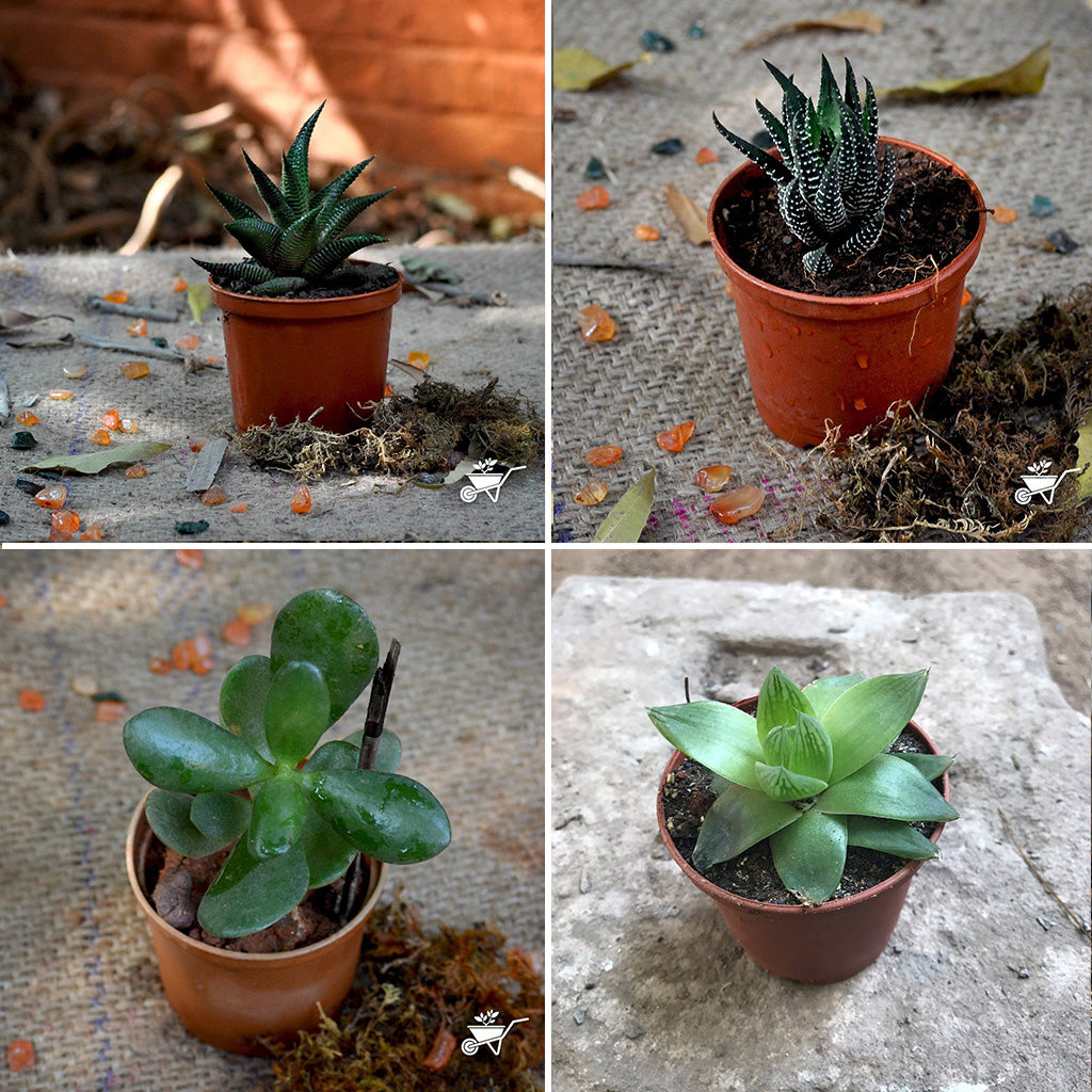 Assorted Set of 4 Hardy Indoor Succulent Plants - myBageecha