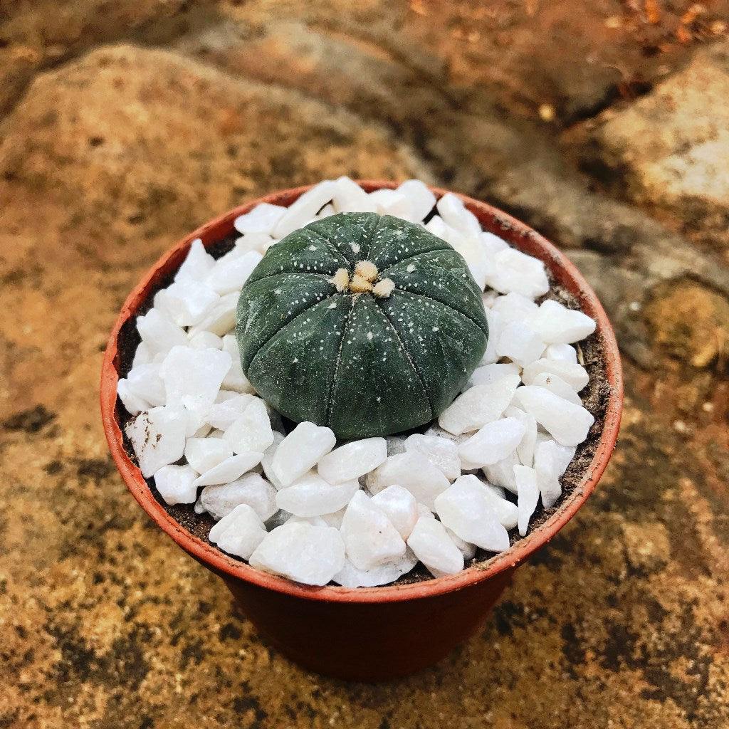 Astrophytum Asteria Sand Dollar Cactus Plant - myBageecha