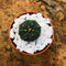 Astrophytum Asterias Hybrid Cactus Plant