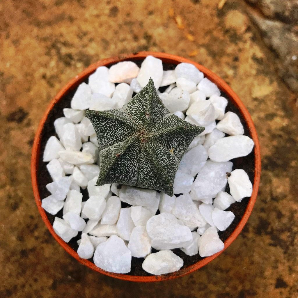 Astrophytum Myriostigma Bishops Cap Cactus Plant - myBageecha