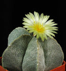 Astrophytum Myriostigma Bishops Cap Cactus Plant