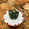 Astrophytum Ornatum f Nudum Monk Hood Cactus Plant