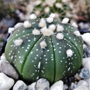 Astrophytum Asteria Sand Dollar Cactus Plant
