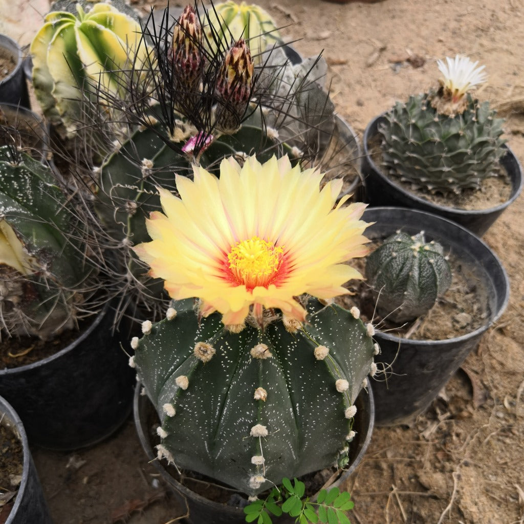 Astrophytum Asteria Sand Dollar Cactus Plant - myBageecha