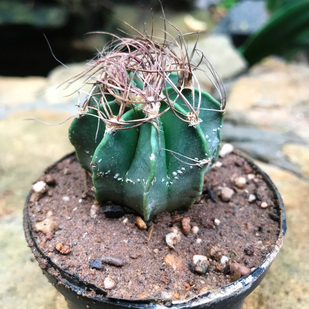 Astrophytum Capricorne subs. Senile Cactus Plant - myBageecha