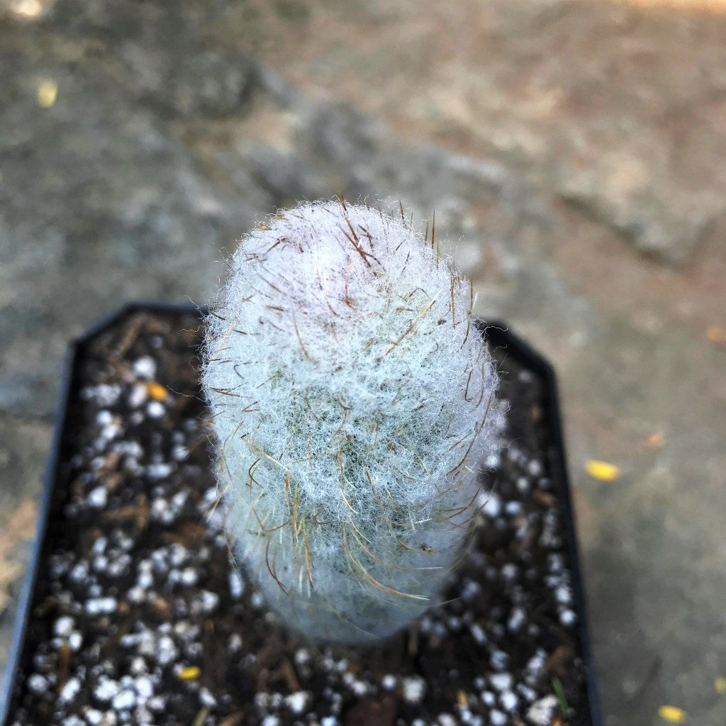Austrocephalocereus Dybowskii Cactus Plant - myBageecha