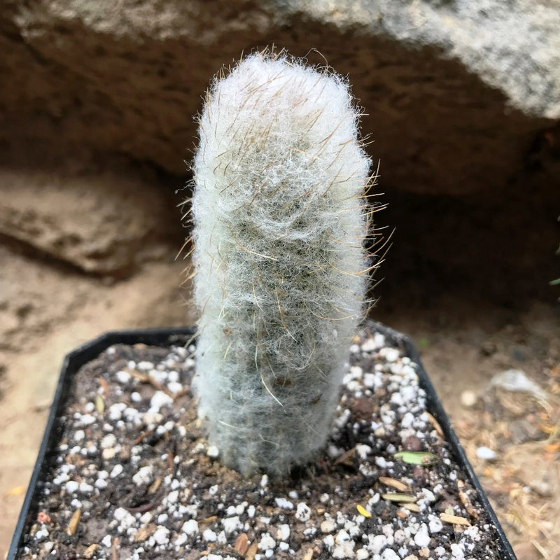 Austrocephalocereus Dybowskii Cactus Plant