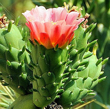 Austrocylindropuntia Subulate Cactus Plant - myBageecha