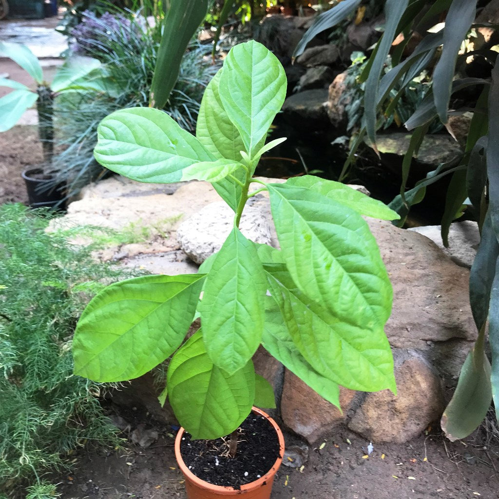 Avocado Persea Americana Plant - myBageecha