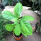 Avocado Persea Americana Plant