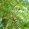 Azadirachta Indica - Neem Tree
